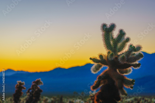 cholla cactus at sunrise in joshua tree national park california usa