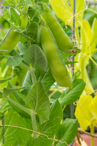 Closeupof snap peas ready for harvest in garden