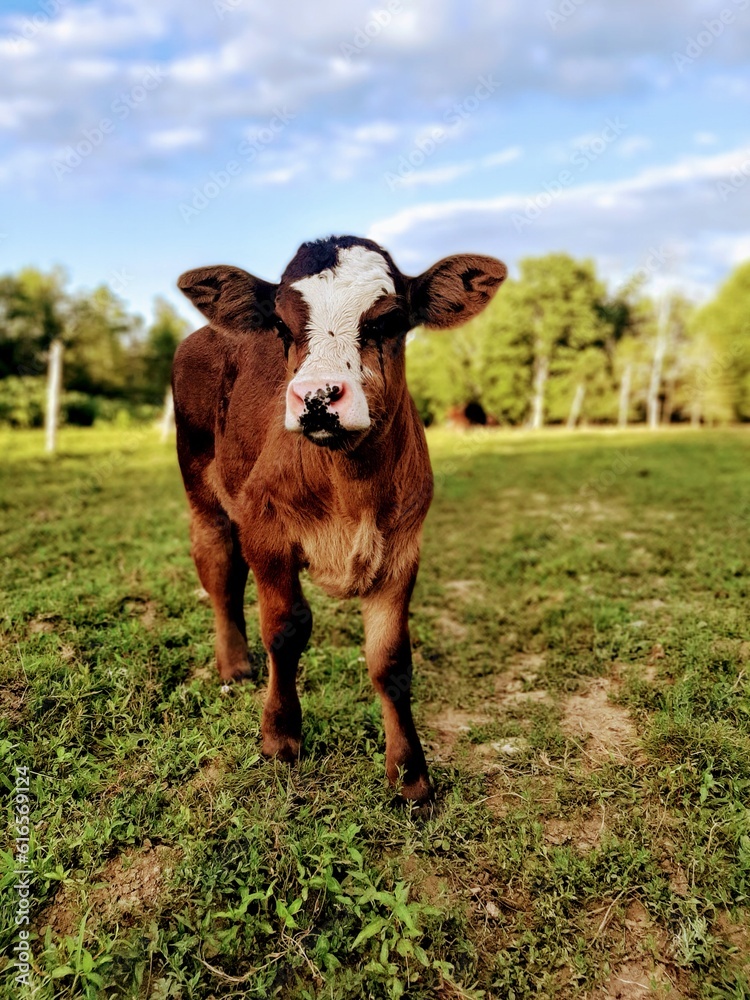 Calf with white face