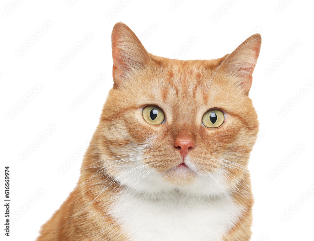 Cute ginger cat on white background. Adorable pet