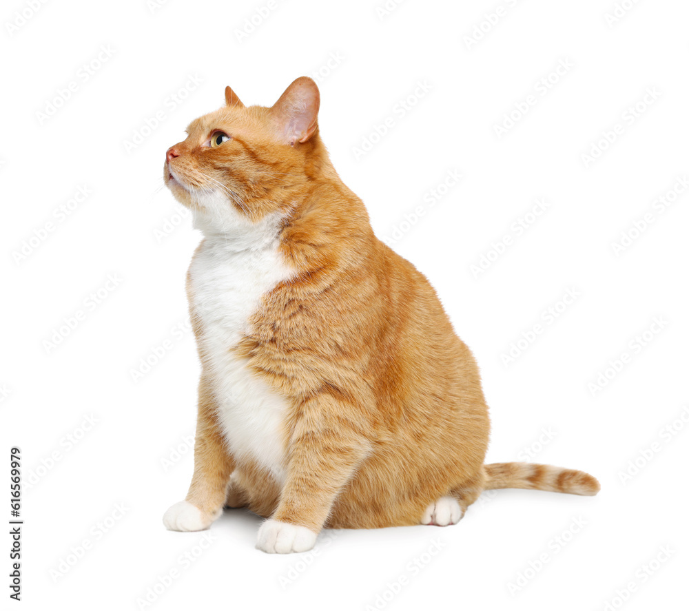 Obraz premium Cute ginger cat on white background. Adorable pet