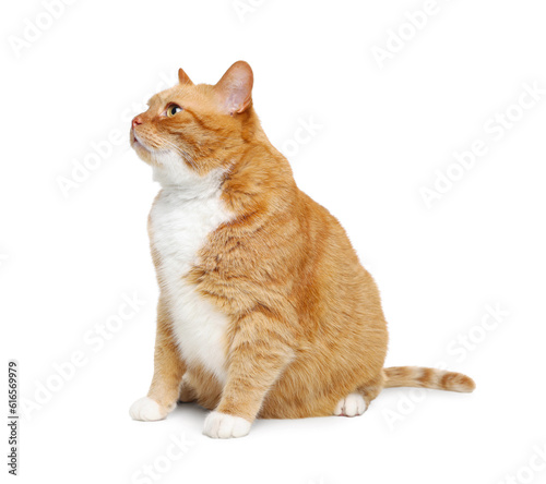 Cute ginger cat on white background. Adorable pet