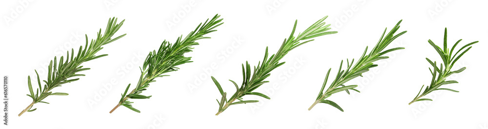 Fototapeta premium Set with fresh rosemary isolated on white