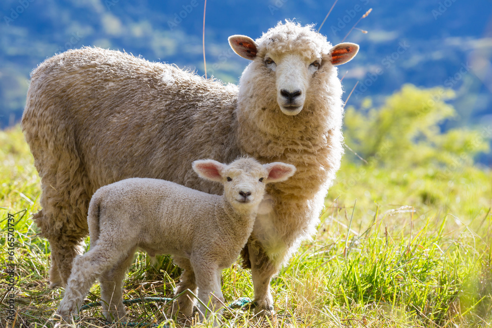 Obraz premium Sheep