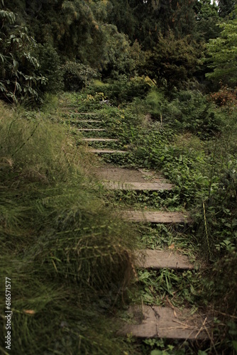 path in the woods