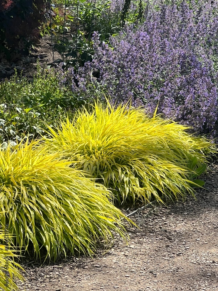 Foto de beautiful xeriscape shade garden with Japanese forest grass and