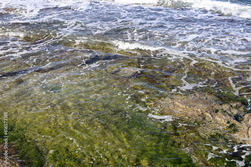 Green algae grow on rocks in salty sea water.