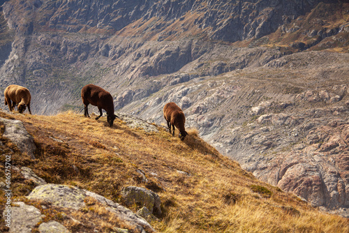 Sheep grazing in the mountains in autumn. Beautiful landscape with horses