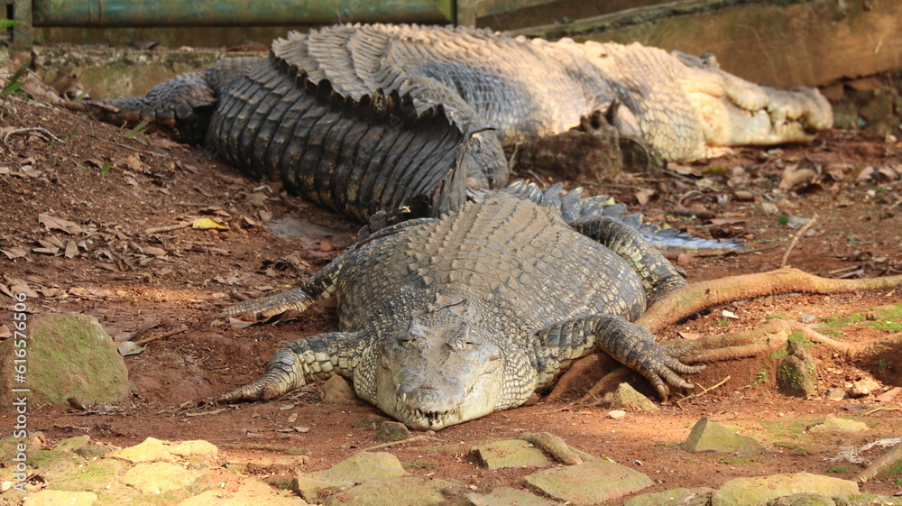 Crocodile in the zoo is sun bathing Crocodile in the zoo is sun bathing