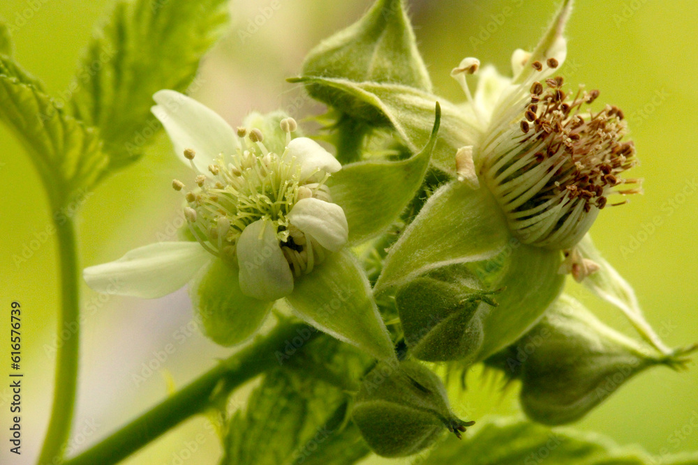 White Blossom Raspberry 03