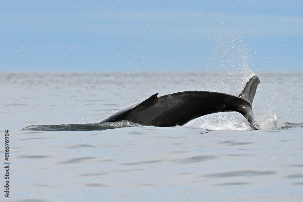 Fototapeta premium A baby humpback whale (Megaptera novaeangliae) practices tail slaps as it travels with its mother in Resurrection Bay near Seward, Alaska.