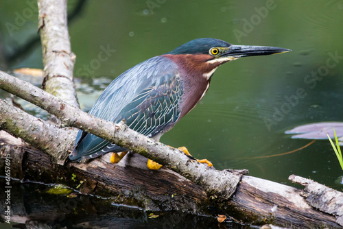 A green heron looking for a meal