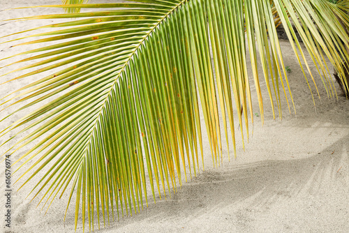 Palm tree on the beach of Saint Lucia