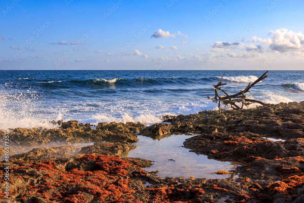 Rocky beach with orange seaweed and driftwood structure and deep blue ocean