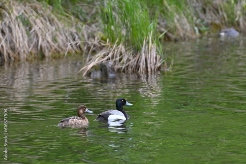 A pair of migratory greater scaup (Aythya marila) nesting on Tern Lake, Alaska. photo