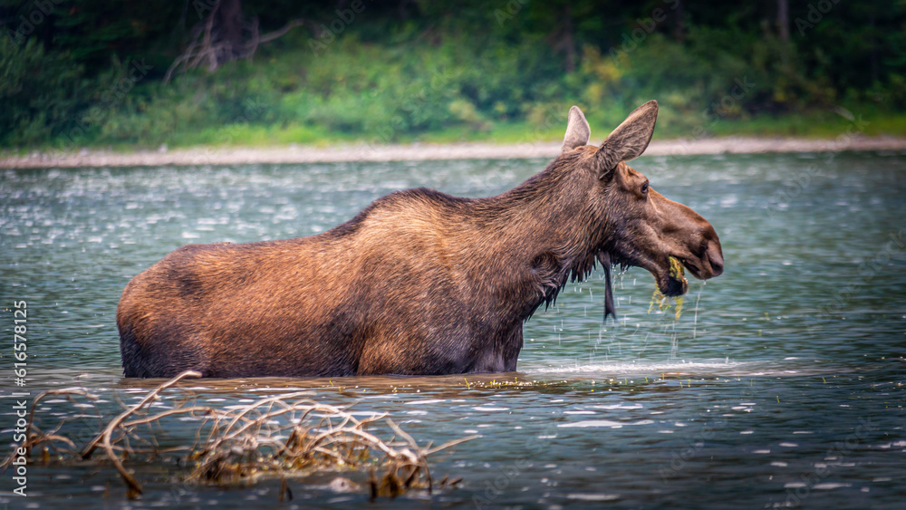 Moose Cow eating Aquatic Plants at the bottom of Fishercap Lake in the Many Glaciers part of Glacier National Park in Montana, USA Moose Cow eating Aquatic Plants at the bottom of Fishercap Lake in the Many Glaciers part of Glacier National Park in Montana, USA