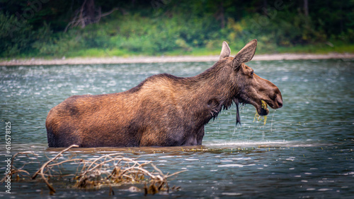 Moose Cow eating Aquatic Plants at the bottom of Fishercap Lake in the Many Glaciers part of Glacier National Park in Montana, USA photo