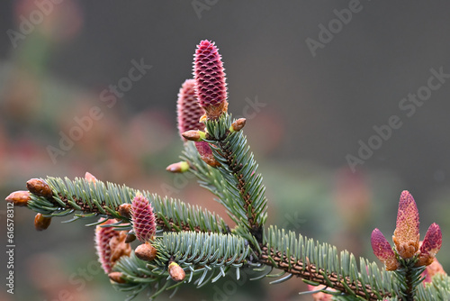 Sitka spruce (Picea sitchensis) cones and foliage near Seward, Alaska.  photo