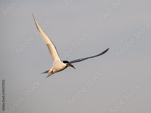 Common Tern in flight holding fish