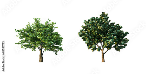 Isolated single tree. Tree isolated on transparent background via an alpha channel. Very high quality mask without unwanted edge. High resolution for professional digital composition.