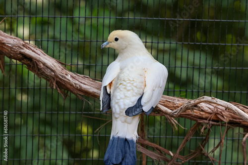 white parrot in cage