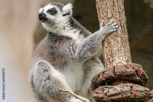 lemur on tree