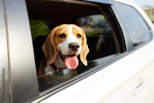 The dog travels by car. Cute dog beagle looks out of the car window and looks at the road.