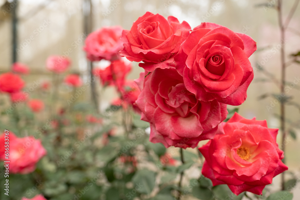 Red rose in flower garden