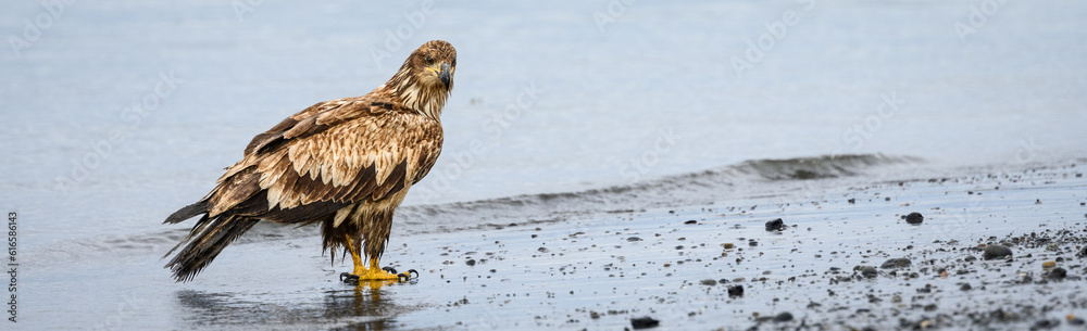 Juvenile bald eagle walking at the tideline on the beach of Homer Spit, AK
Juvenile bald eagle walking at the tideline on the beach of Homer Spit, AK