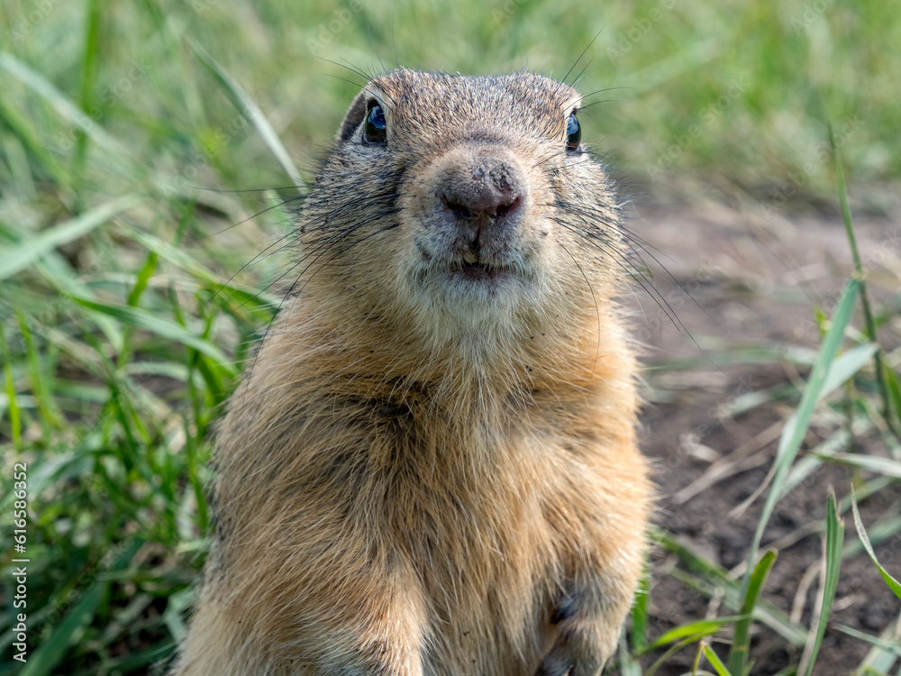 Prairie dog looking at the camera on a grassy lawn. Close-up Prairie dog looking at the camera on a grassy lawn. Close-up