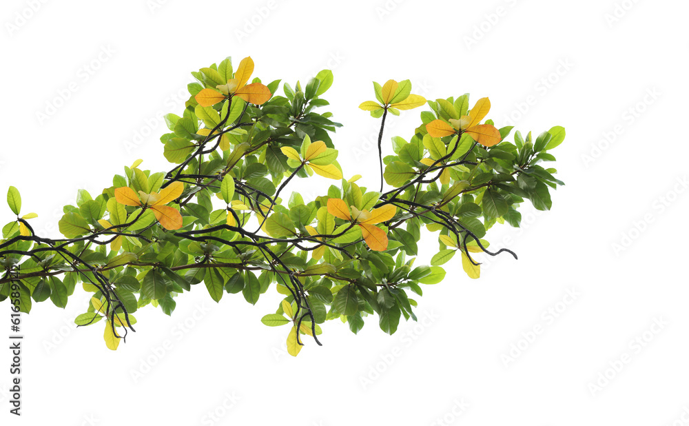 Green leaves with branch isolated on transparent background. Leaves change color in autumn. (PNG File)