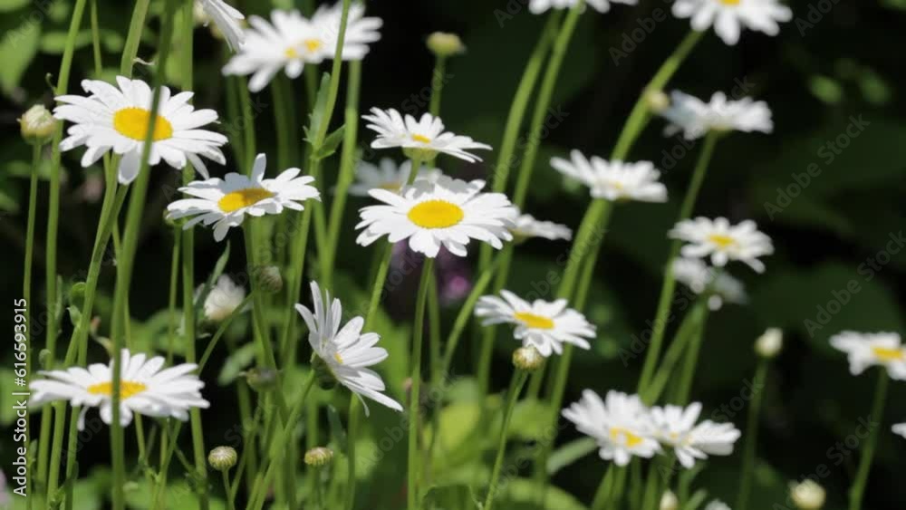 Video of garden daisies swaying in the wind against the backdrop of the greenery of a shady garden on a sunny day. Summer bright floral background Video of garden daisies swaying in the wind against the backdrop of the greenery of a shady garden on a sunny day. Summer bright floral background
