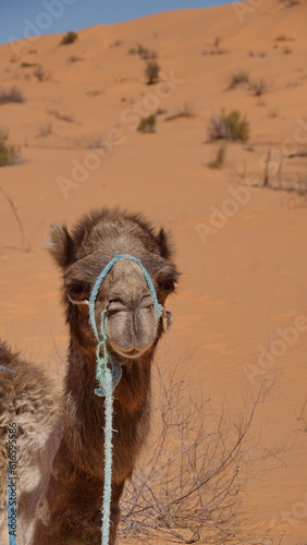 Close up of a dromedary camel (Camelus dromedarius) in the Sahara Desert, outside of Douz, Tunisia