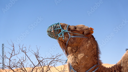 Close up of a dromedary camel (Camelus dromedarius) wearing a muzzle in the Sahara Desert, outside of Douz, Tunisia