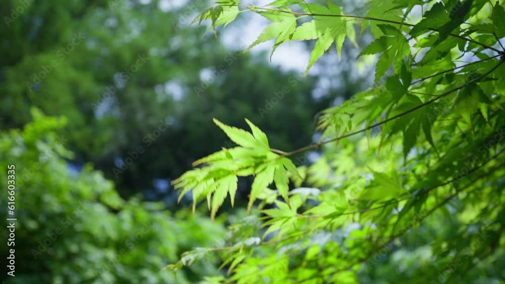 Slow motion sakura branches leaves with light breeze in spring, on a sunny day Slow motion sakura branches leaves with light breeze in spring, on a sunny day