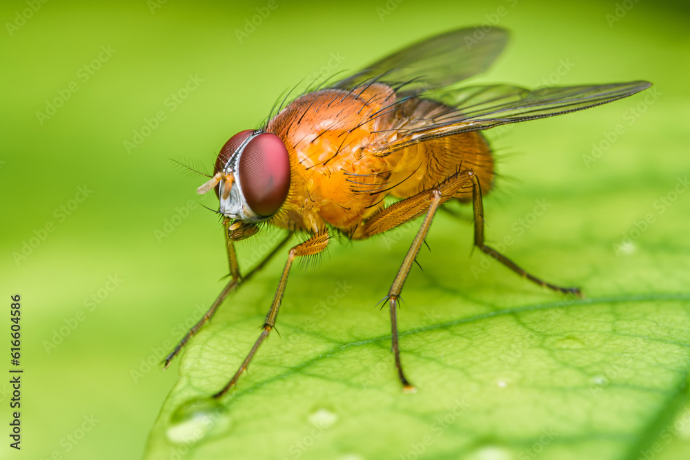 Close up a fly on green leaf and nature blurred background, Common housefly, Colorful insect, Selective focus. Close up a fly on green leaf and nature blurred background, Common housefly, Colorful insect, Selective focus.