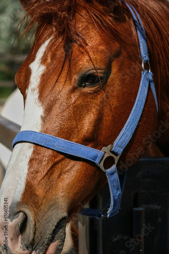 The head of a red horse in the arena, close -up