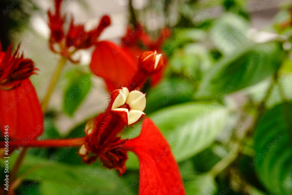 Close up of Blood-red bracts of Mussaenda erythrophylla
Commonly known as Ashanti Blood or Red Flag Bush