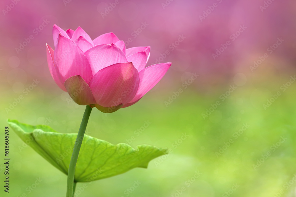 Close-Up shot of pink lotus flower in bloom