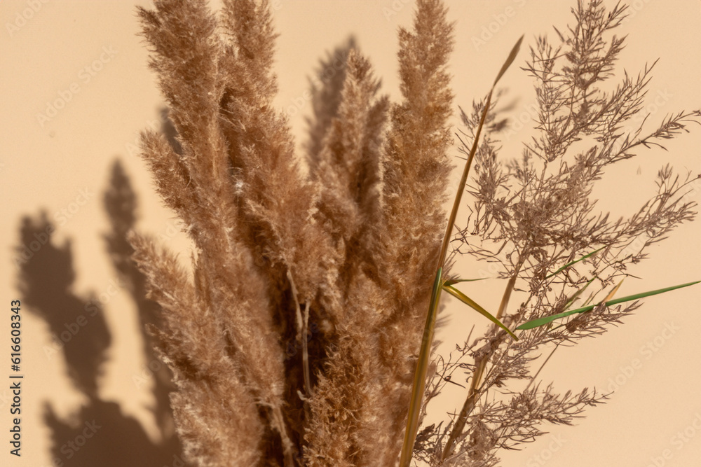 Fototapeta premium Pampas grass on a beige background with warm shadows, copy space. Scandinavian minimal interior style. Generative AI