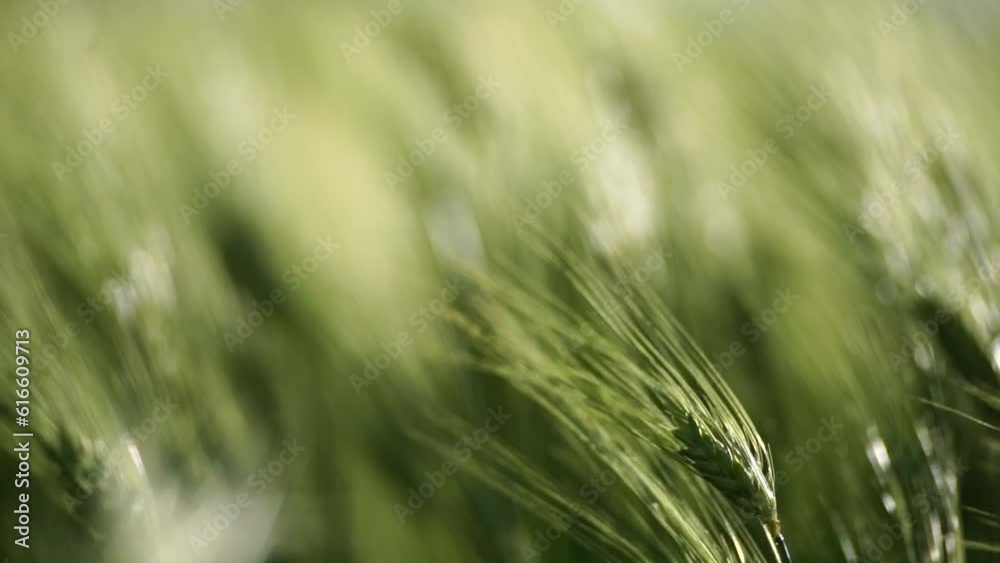 Wheat green field agriculture. The wind sways ears of barley wheat in the field, waves of crops at sunset. Agricultural business Wheat green field agriculture. The wind sways ears of barley wheat in the field, waves of crops at sunset. Agricultural business