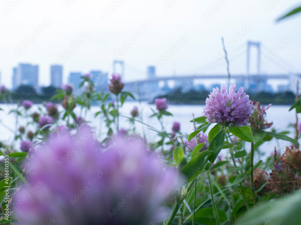 お台場の紫陽花 ひっそりと咲いています。