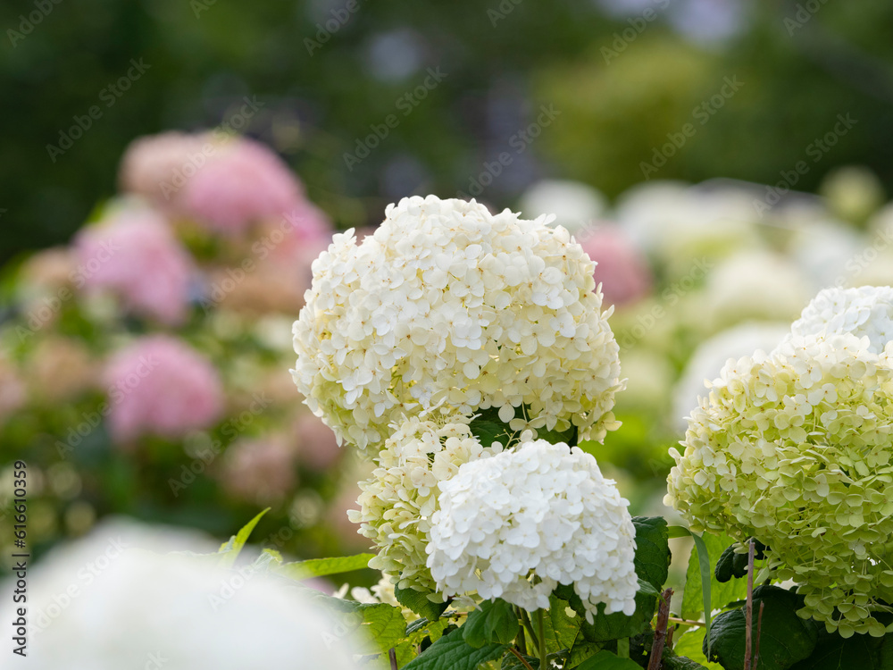 お台場の紫陽花 ひっそりと咲いています。