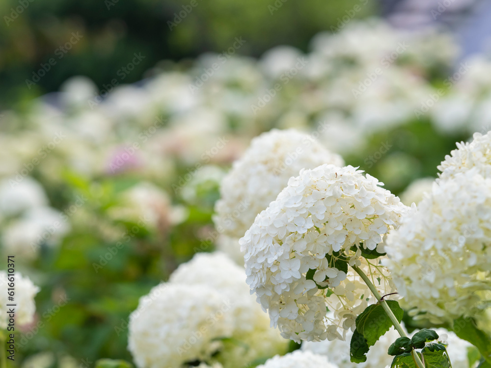 お台場の紫陽花 ひっそりと咲いています。