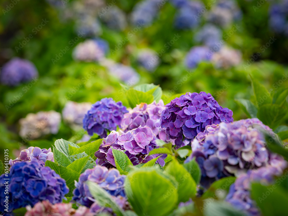 お台場の紫陽花 ひっそりと咲いています。