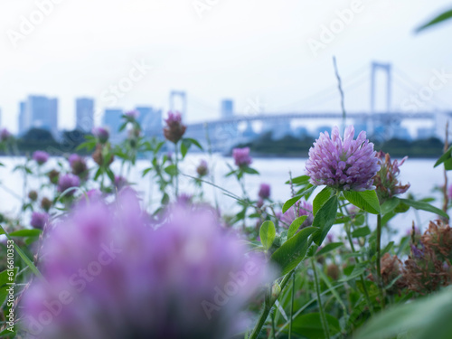 Obraz na płótnie お台場の紫陽花 ひっそりと咲いています。 w salonie