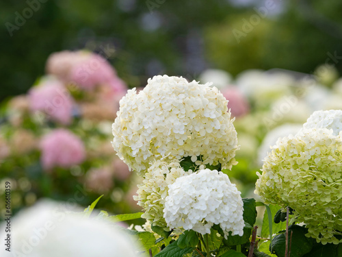 Obraz na płótnie お台場の紫陽花 ひっそりと咲いています。 w salonie