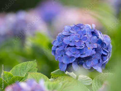 お台場の紫陽花　ひっそりと咲いています。