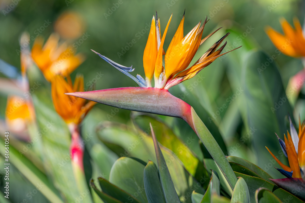 Strelitzia flower growing in Madeira Strelitzia flower growing in Madeira