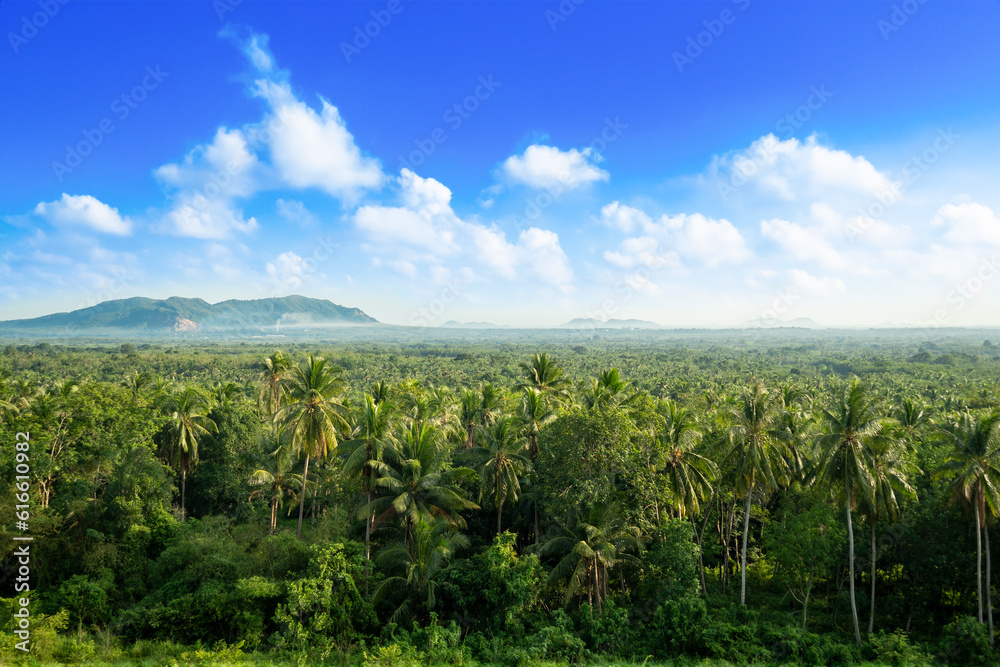 A panorama of countless coconut trees, their fronds swaying against the backdrop of a cloudy blue sky A panorama of countless coconut trees, their fronds swaying against the backdrop of a cloudy blue sky